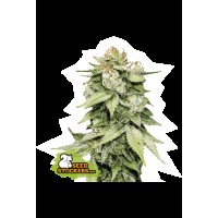 Seed Stocker - Gorilla Glue Auto | Autoflowering mag | 1 darab