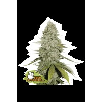 Seed Stocker - Gorilla Glue Fem | Feminizált mag | 1 darab