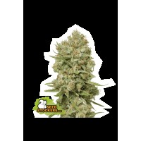 Seed Stocker - Green Crack Fem | Feminizált mag | 1 darab