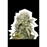 Seed Stocker - Jack Herer Auto | Autoflowering mag | 1 darab