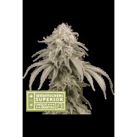 Seed Stocker - Mandarin Panties Auto | Autoflowering mag | 1 darab