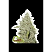 Seed Stocker - Northern Lights Fem | Feminizált mag | 25 darab