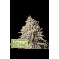 Seed Stocker - Panty Punch® Auto | Autoflowering mag | 25 darab