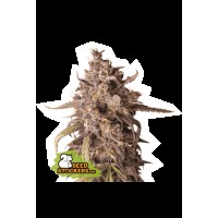 Seed Stocker - Purple Punch Auto | Autoflowering mag | 25 darab