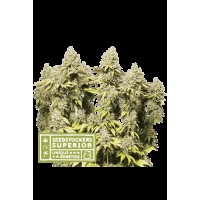 Seed Stocker - Rucu Cucu OG Auto | Autoflowering mag | 1 darab