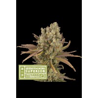 Seed Stocker - Santa Marta Haze Auto | Autoflowering mag | 1 darab