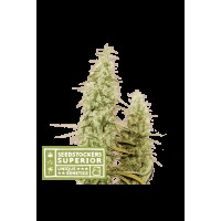 Seed Stocker - Santa Marta Haze Fem | Feminizált mag | 5 darab