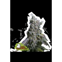 Seed Stocker - Sour Diesel Auto | Autoflowering mag | 1 darab