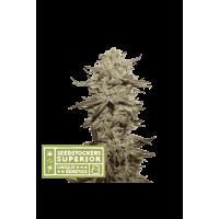 Seed Stocker - Sticky Fingers Auto | Autoflowering mag | 1 darab