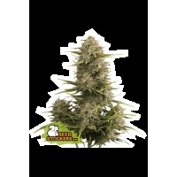 Seed Stocker - Super Skunk Auto | Autoflowering mag | 1 darab