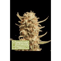 Seed Stocker - Thunder Banana® Auto | Autoflowering mag | 1 darab