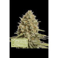 Seed Stocker - Triton Biscotto Lime Auto | Autoflowering mag | 3 darab