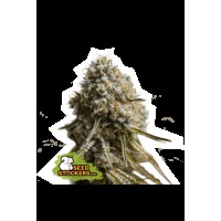 Seed Stocker - Wedding Glue Auto | Autoflowering mag | 5 darab