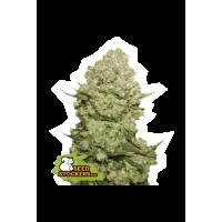 Seed Stocker - White Widow Fem | Feminizált mag | 1 darab