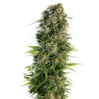 Sensi Seeds - Hindu Kush | Autoflowering mag | 10 darab