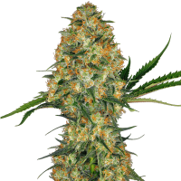 Sensi Seeds - Hindu Kush | Feminizált mag | 5 darab