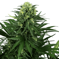 Sensi Seeds - Honey Melon Kush | Feminizált mag | 3 darab