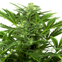 Sensi Seeds - Mandarine Punch | Autoflowering mag | 5 darab