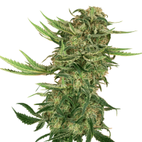 Sensi Seeds - N13 Kush | Feminizált mag | 3 darab