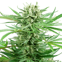 Sensi Seeds - Papi Chulo OG | Feminizált mag | 5 darab