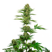 Sensi Seeds - Satin Black Domina CBD | Feminizált mag | 5 darab