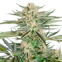 Sensi Seeds - Screwdriver OG | Feminizált mag | 3 darab