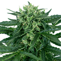 Sensi Seeds - Sensi Amnesia | Autoflowering mag | 3 darab