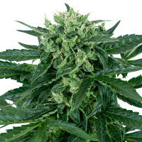 Sensi Seeds - Sensi Amnesia | Autoflowering mag | 5 darab