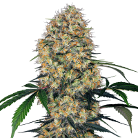 Sensi Seeds - Sensi Amnesia XXL | Autoflowering mag | 3 darab