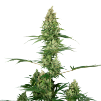 Sensi Seeds - Silver Fire | Feminizált mag | 3 darab