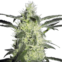 Sensi Seeds - Silver Haze | Feminizált mag | 3 darab