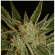 Serious Seeds - Bubble Gum | Regular mag | 11 darab