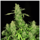 Serious Seeds - CBD Chronic | Feminizált mag | 6 darab