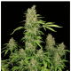 Serious Seeds - CBD Chronic | Feminizált mag | 6 darab