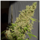 Serious Seeds - CBD Chronic | Feminizált mag | 6 darab