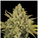 Serious Seeds - CBD Warlock | Feminizált mag | 6 darab