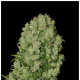 Serious Seeds - White Russian | Regular mag | 11 darab