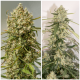 Super Sativa Seed Club - Auto Elephant | Autoflowering mag | 3 darab