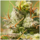 Super Sativa Seed Club - Auto Elephant | Autoflowering mag | 3 darab