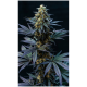 Super Sativa Seed Club - Black Lebanon | Feminizált mag | 5 darab