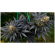 Super Sativa Seed Club - Black Lebanon | Feminizált mag | 5 darab