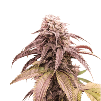 Super Sativa Seed Club - Strawberry Cookies | Feminizált mag | 3 darab