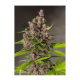 Sweet Seeds - Bloody Skunk | Autoflowering mag | 3 darab