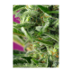 Sweet Seeds - Chem Beyond Diesel CBD | Feminizált mag | 3 darab