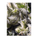 Sweet Seeds - Cream Caramel | Autoflowering mag | 3 darab