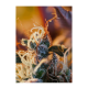 Sweet Seeds - Cream Mandarine XL | Autoflowering mag | 3 darab