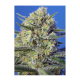 Sweet Seeds - Crystal Candy F1 Fast Version | Feminizált mag | 3 darab