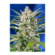 Sweet Seeds - Crystal Candy | Autoflowering mag | 3 darab