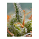 Sweet Seeds - Crystal Candy | Autoflowering mag | 5 darab