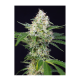 Sweet Seeds - Crystal Candy | Feminizált mag | 5 darab